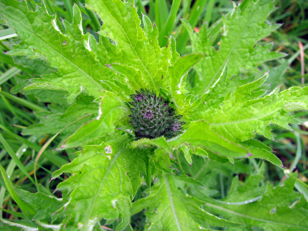 Krause Ringdistel — Fotos 2