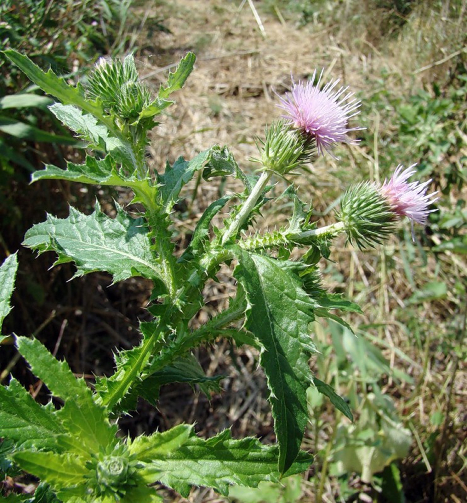 Krause Ringdistel — Fotos 4