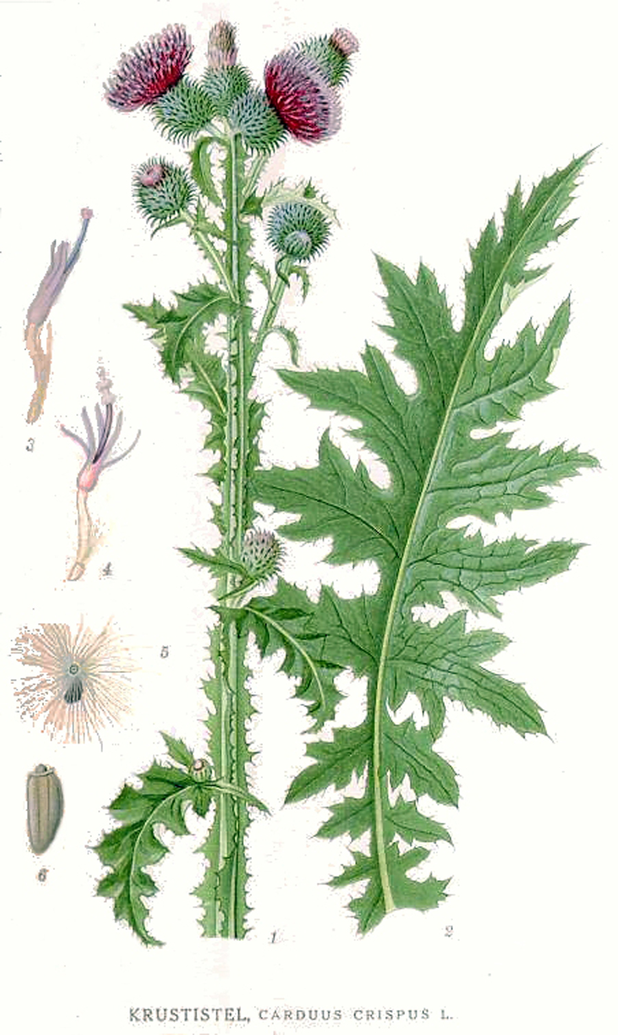 Krause Ringdistel — Fotos 5