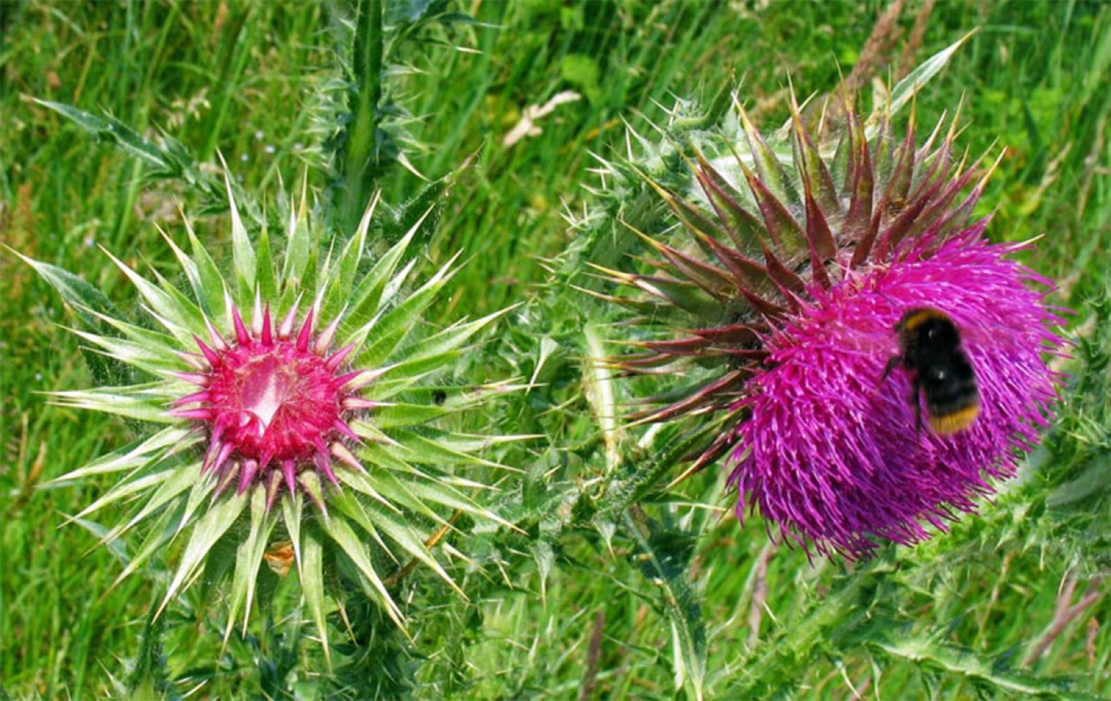 Musk Thistle — Photographs 1