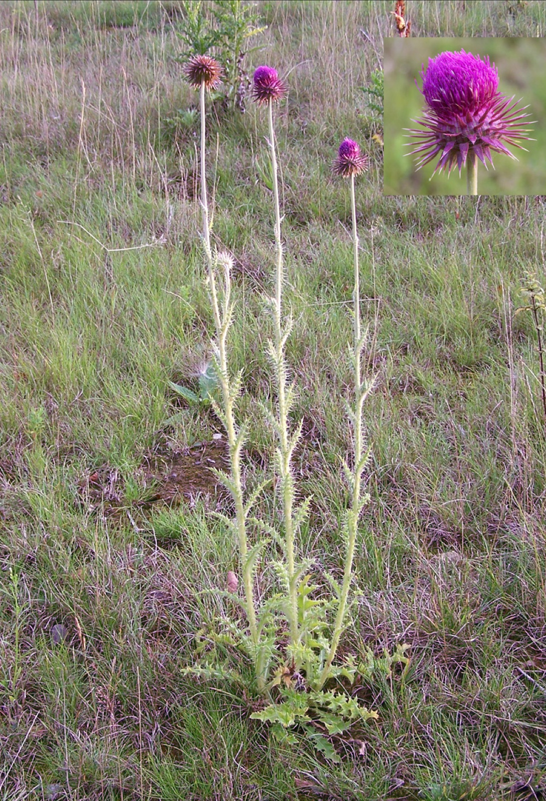 Musk Thistle — Photographs 2