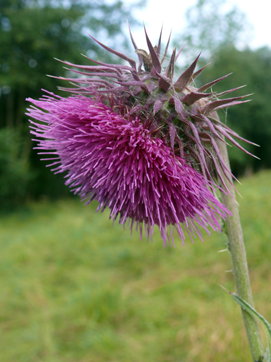 Musk Thistle — Photographs 3