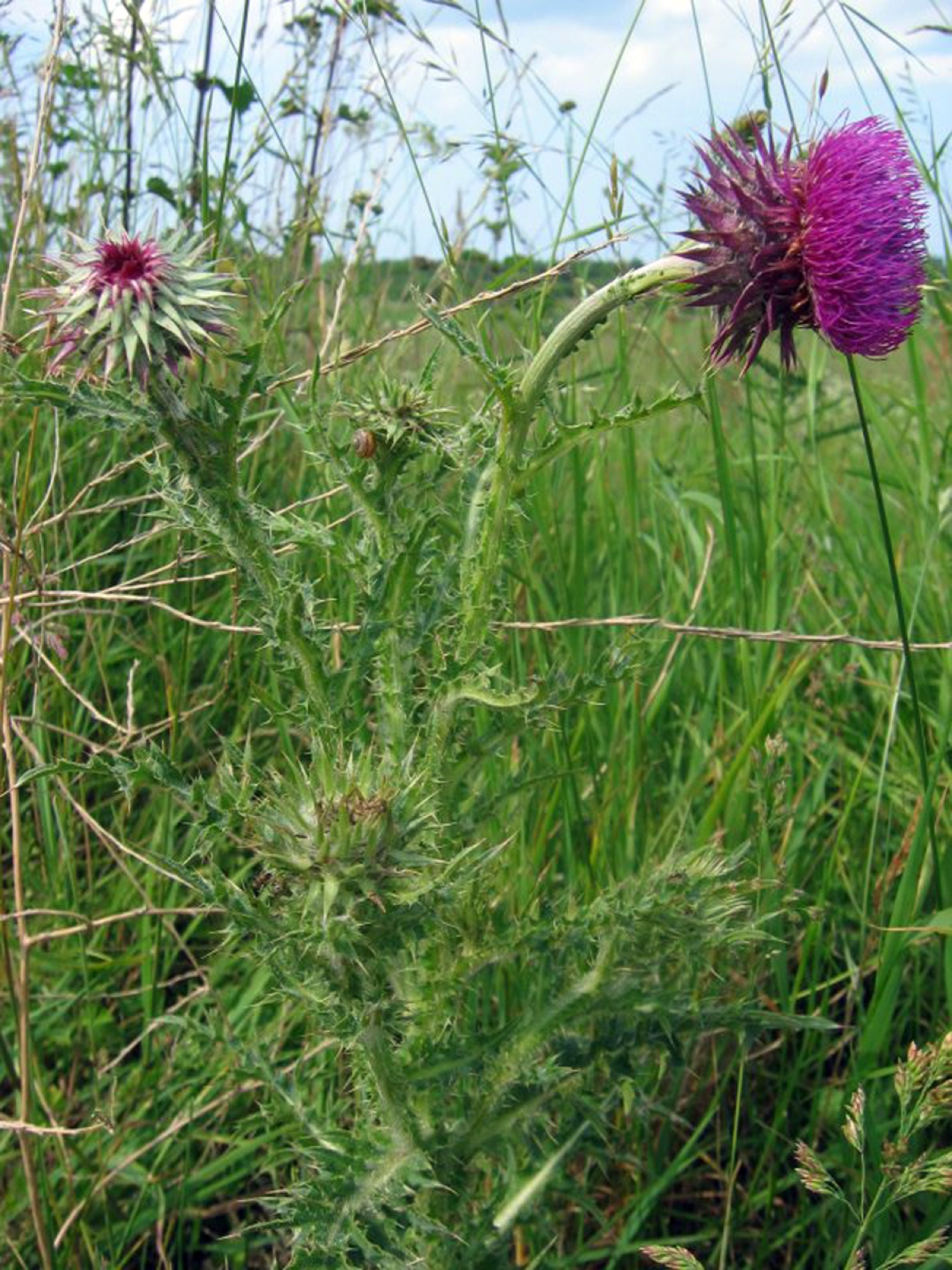Musk Thistle — Photographs 4