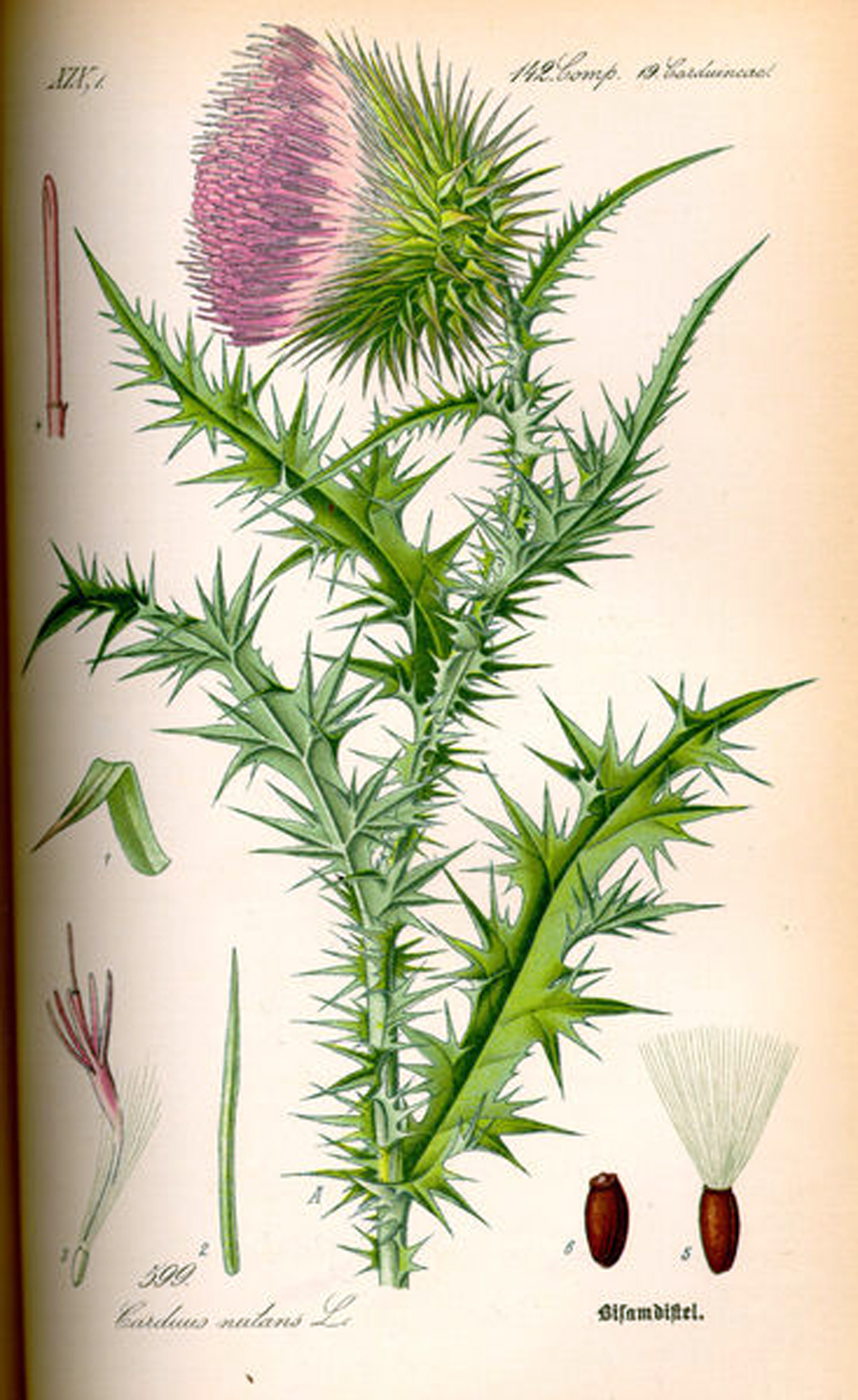 Musk Thistle — Photographs 5