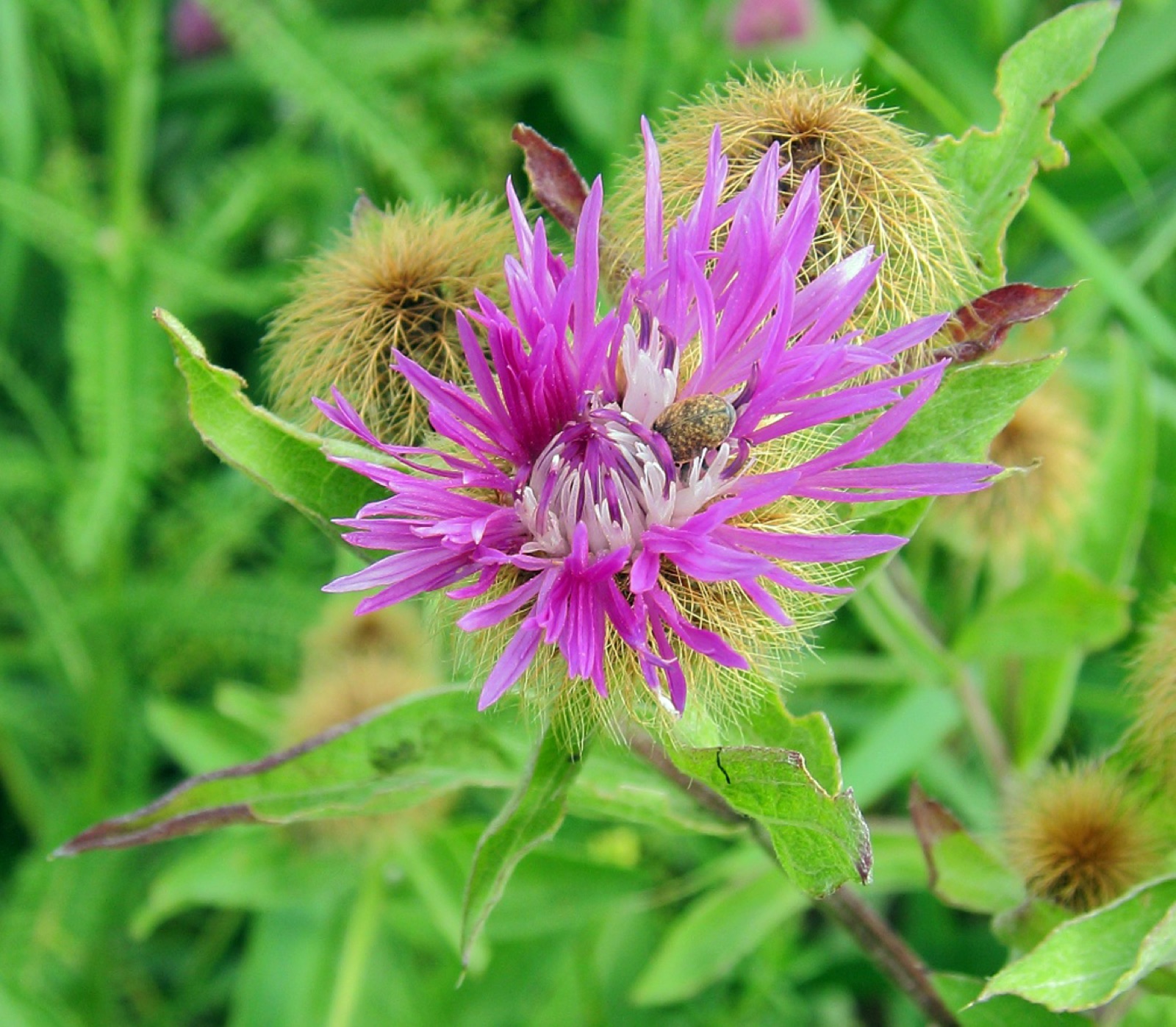 Perücken-Flockenblume — Fotos 1