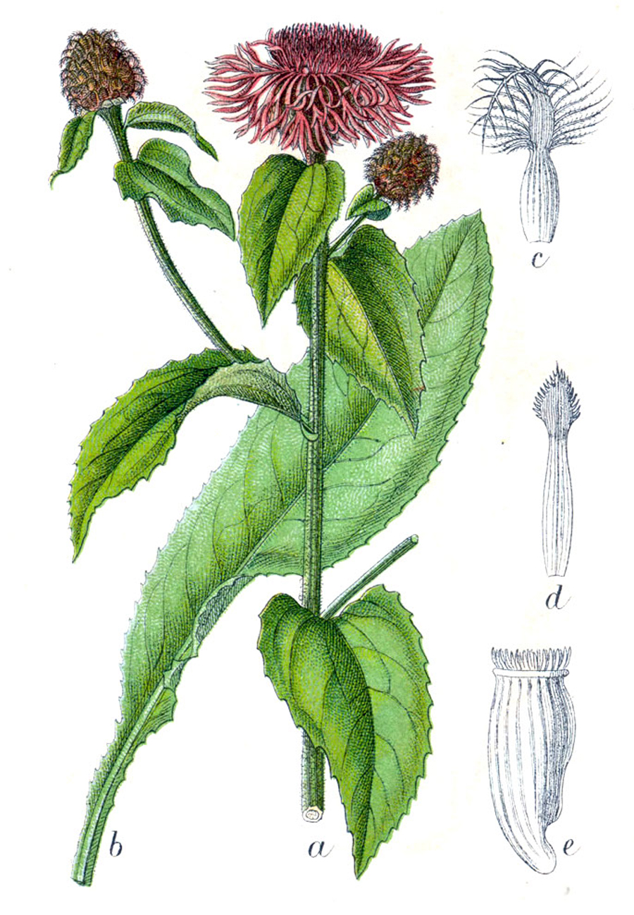 Perücken-Flockenblume — Fotos 2