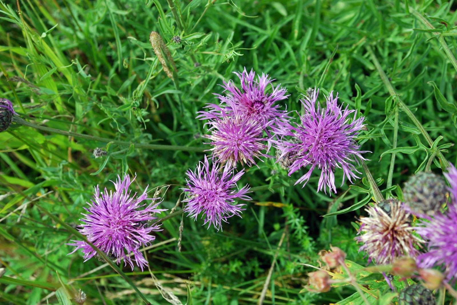 Skabiosen-Flockenblume — Fotos 2