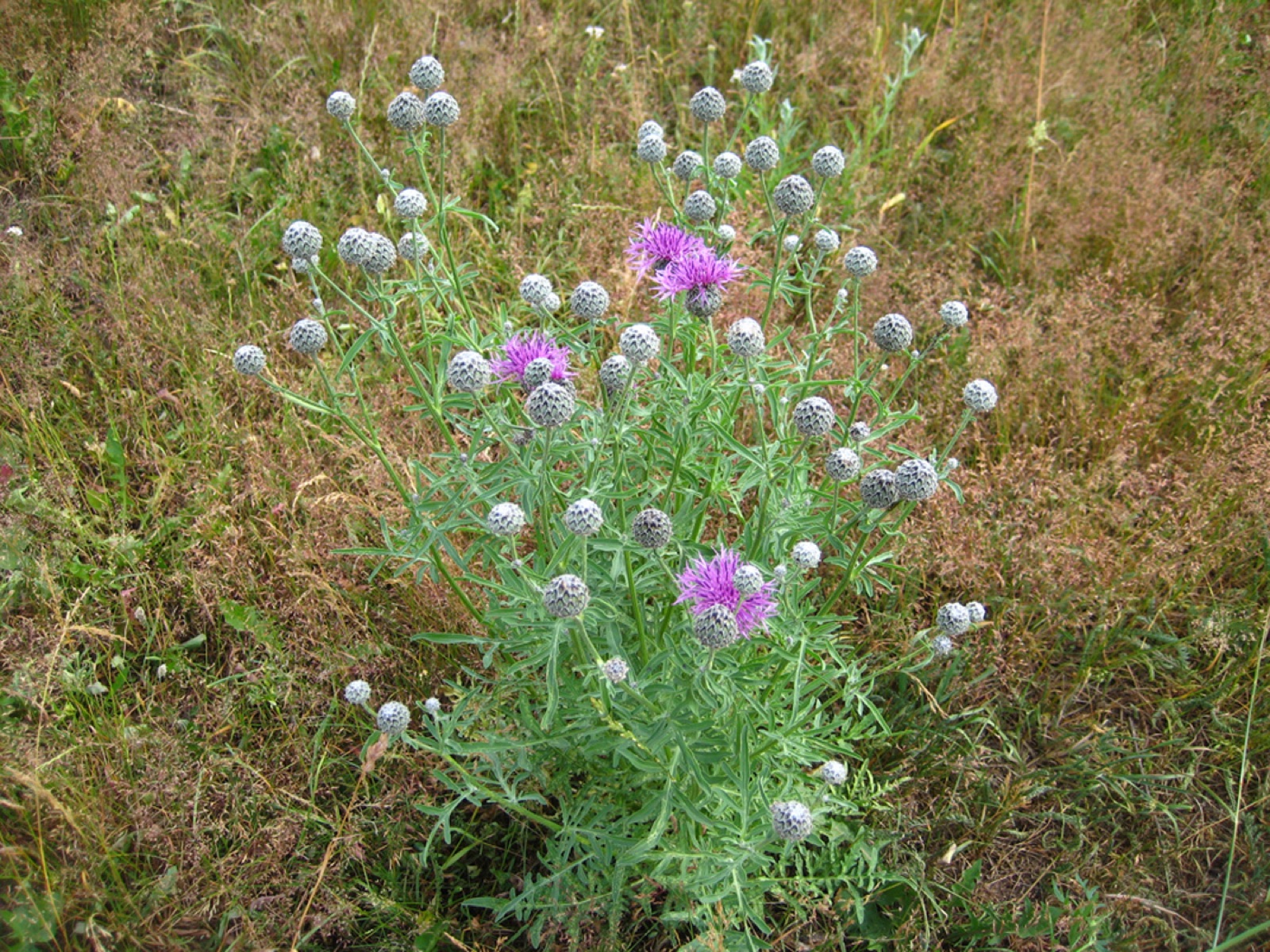 Skabiosen-Flockenblume — Fotos 1
