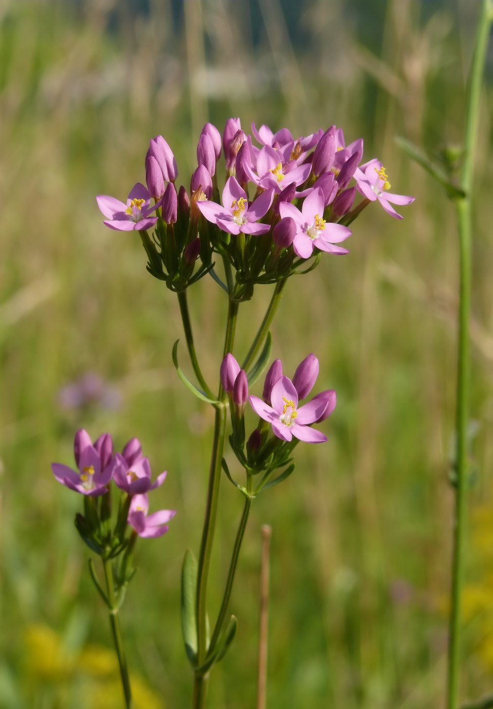 Centaury — Photographs 1