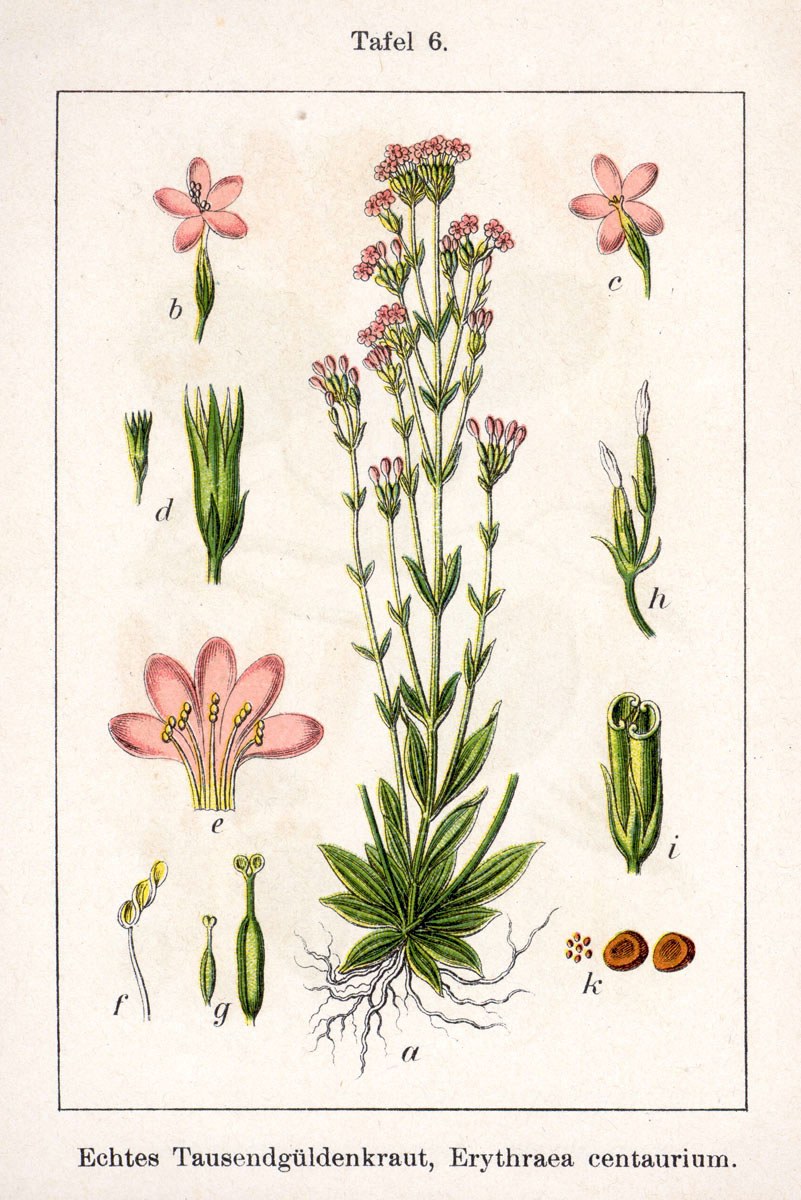 Centaury — Photographs 2