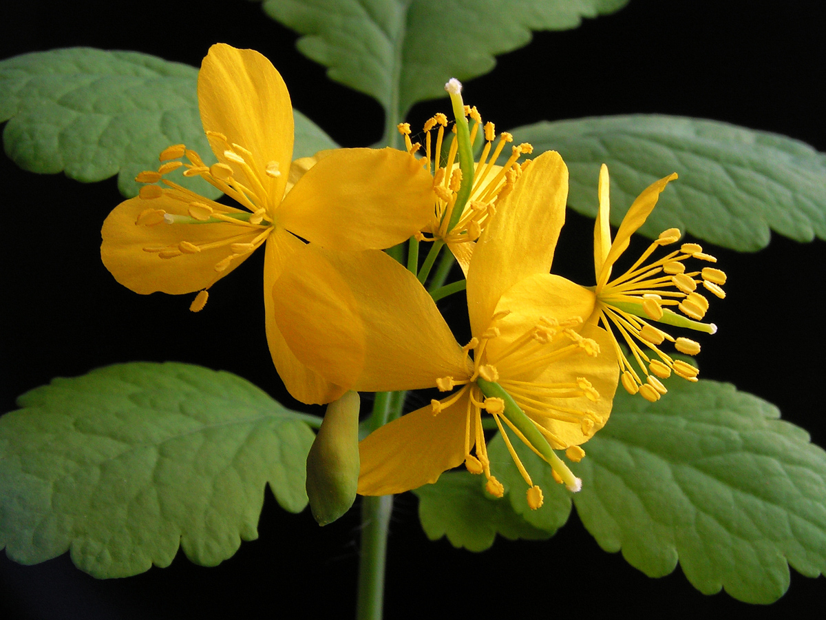 Schöllkraut — Fotos 3