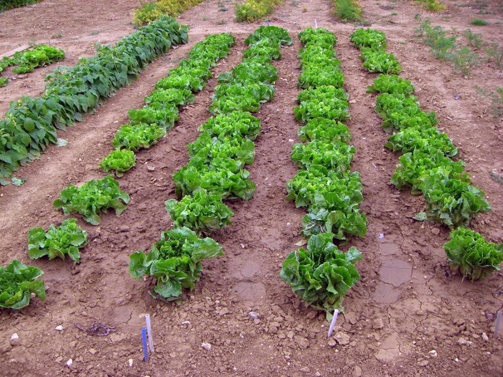 Cultivated endive — Photographs 2