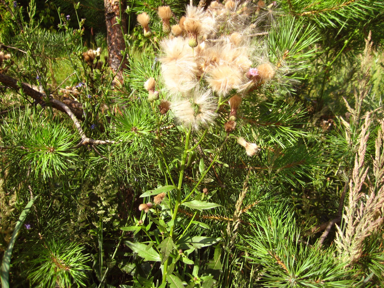 Acker-Kratzdistel — Fotos 5