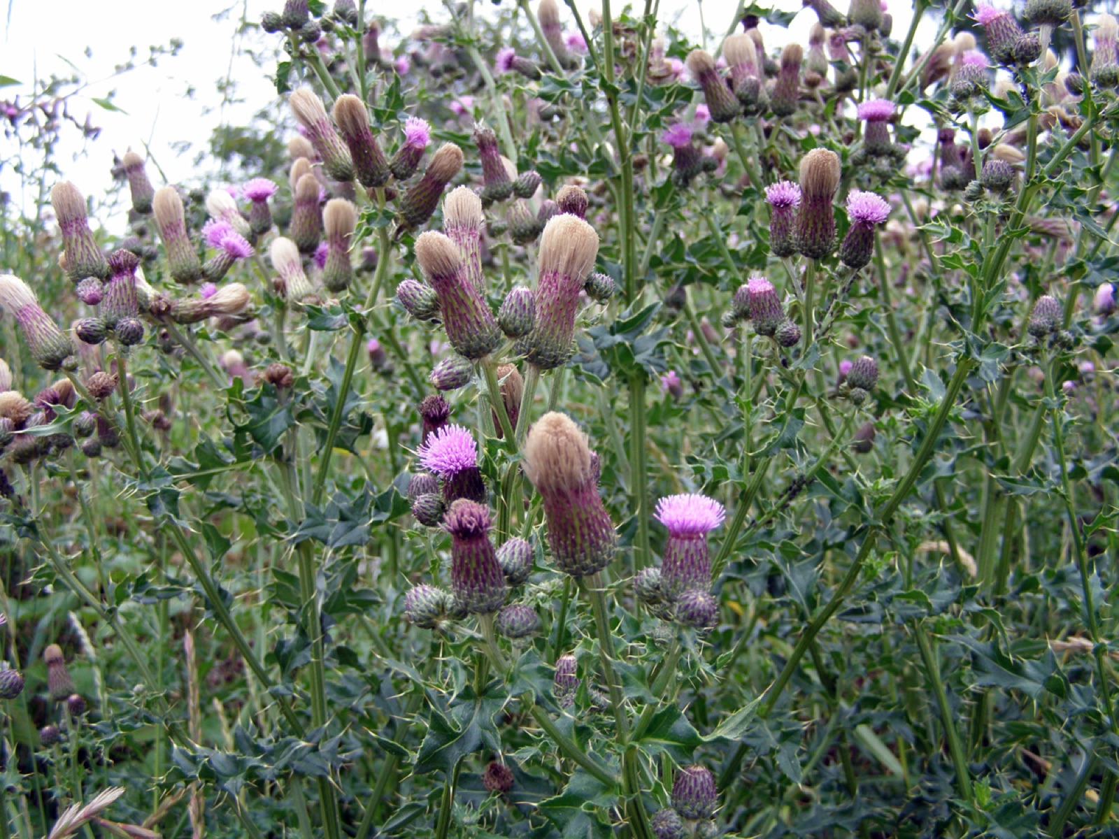 Acker-Kratzdistel — Fotos 11