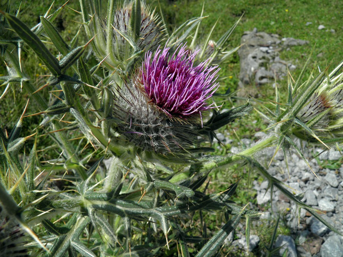 Woolly thistle — Photographs 1