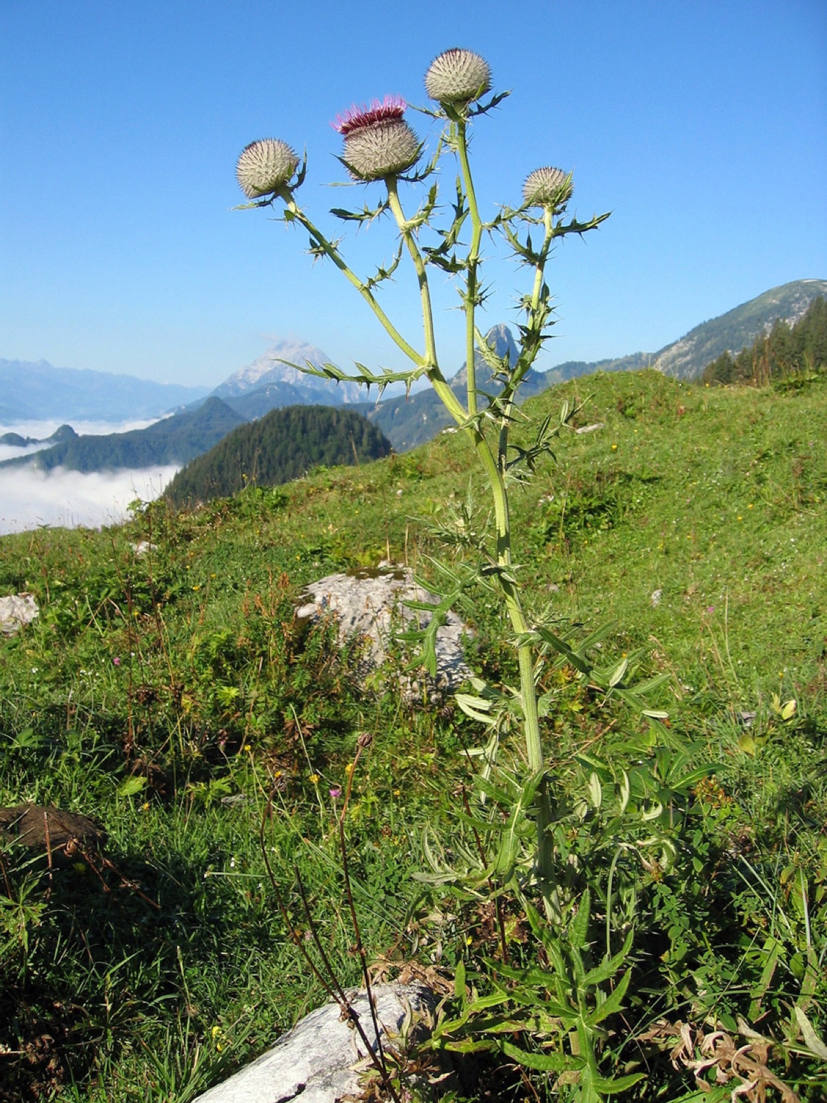 Woolly thistle — Photographs 2
