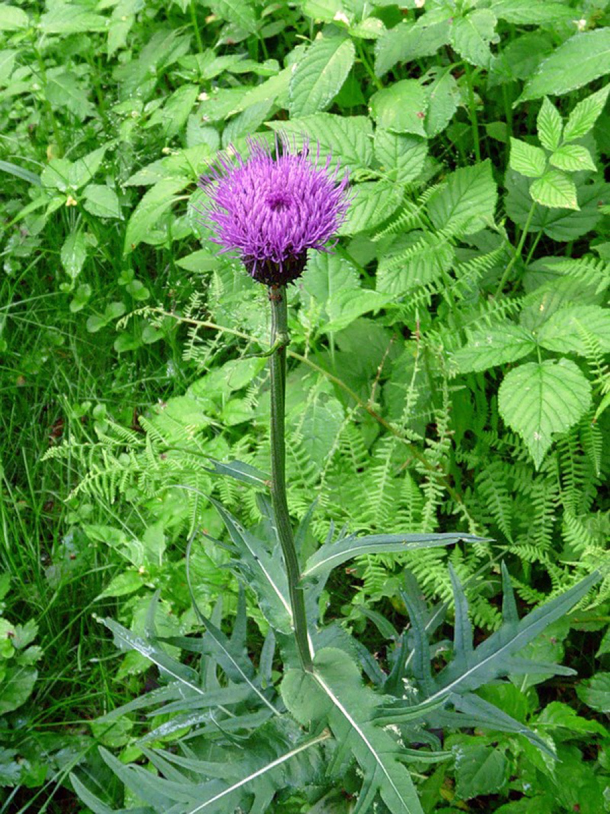 Verschiedenblättrige Kratzdistel — Fotos 1