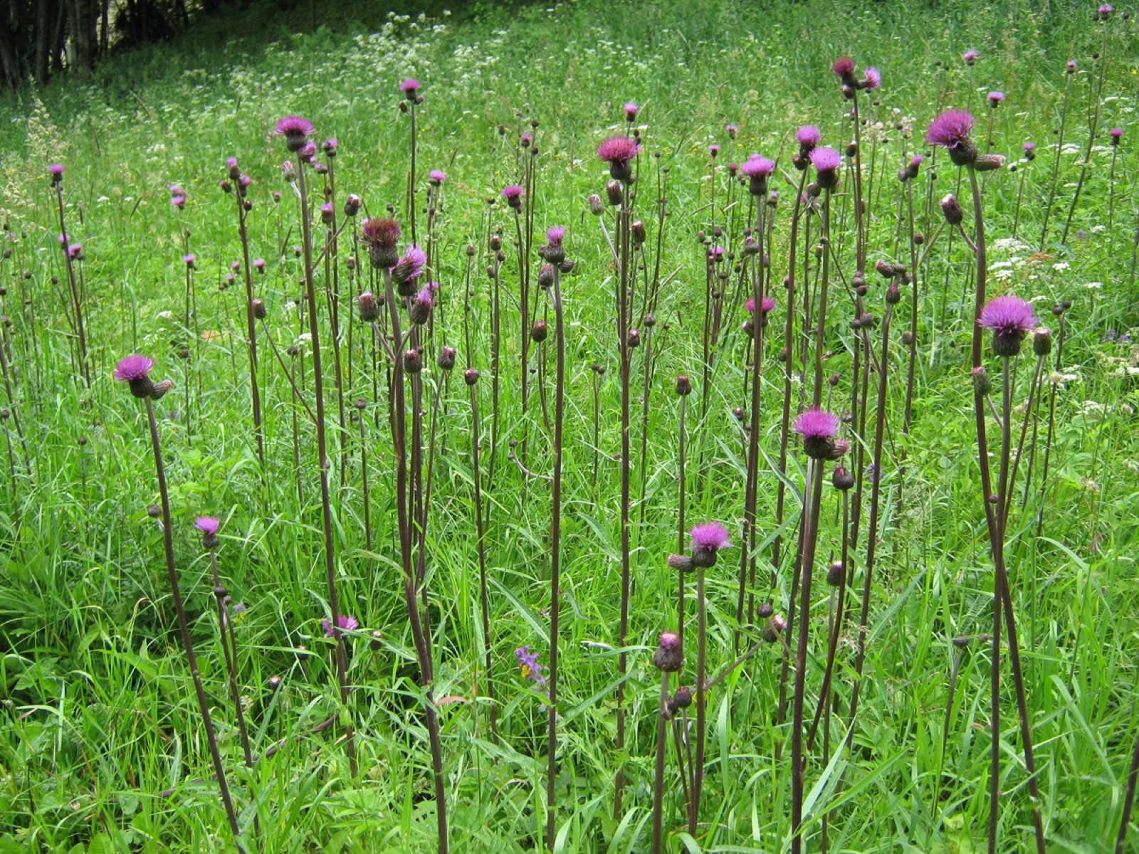 Verschiedenblättrige Kratzdistel — Fotos 2