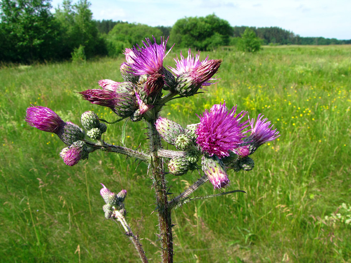 Marsh thistle — Photographs 1