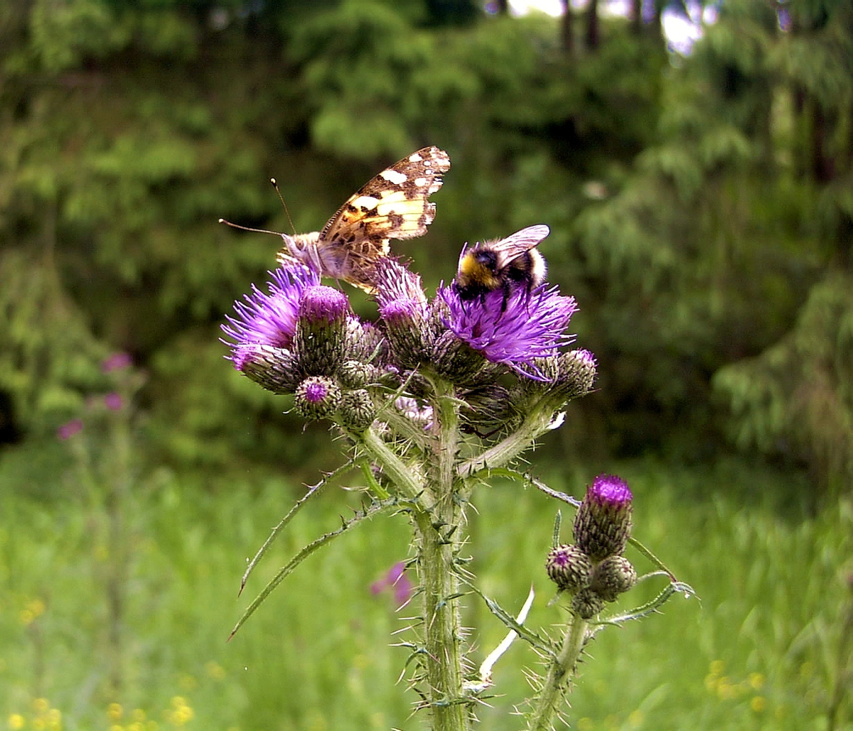 Marsh thistle — Photographs 2