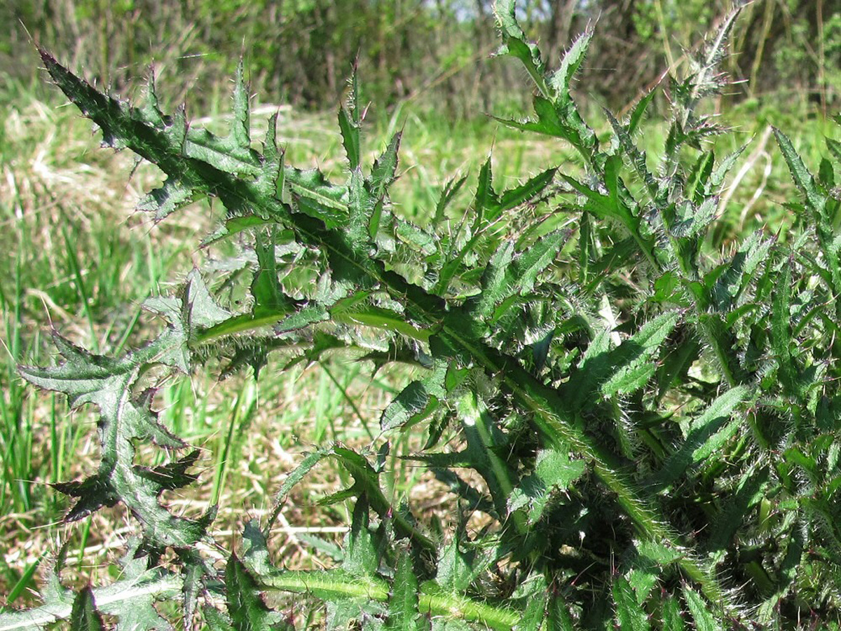 Marsh thistle — Photographs 4