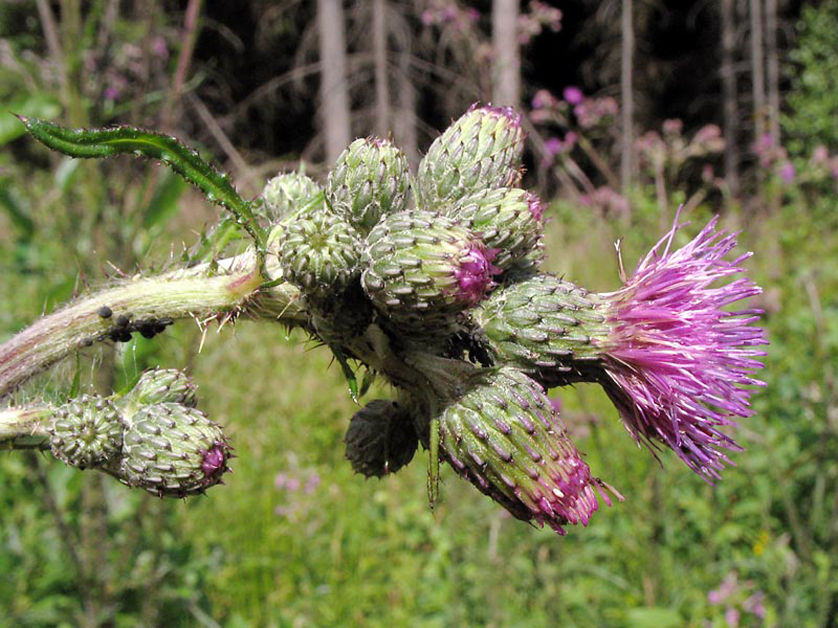 Marsh thistle — Photographs 3