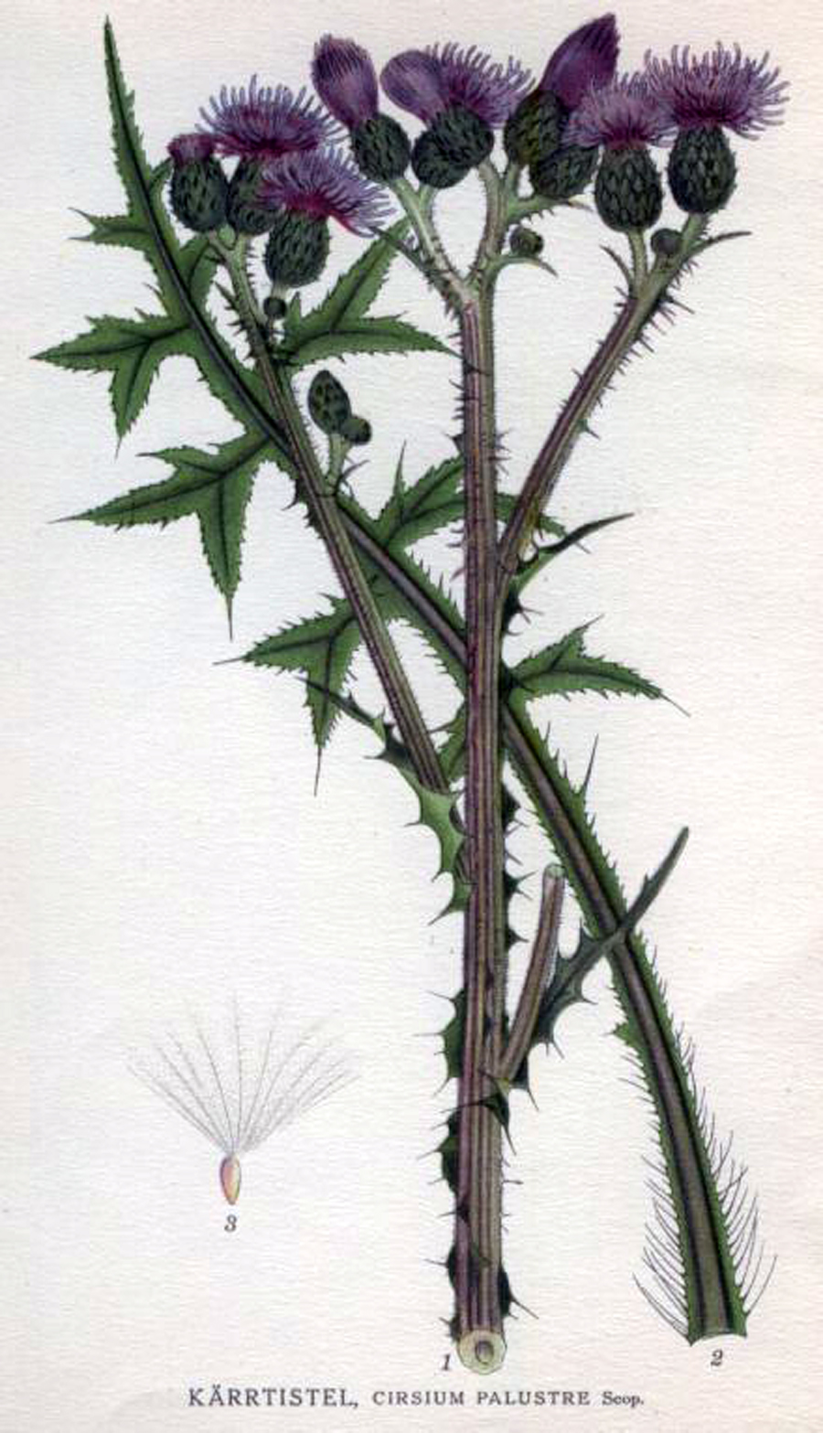 Marsh thistle — Photographs 5