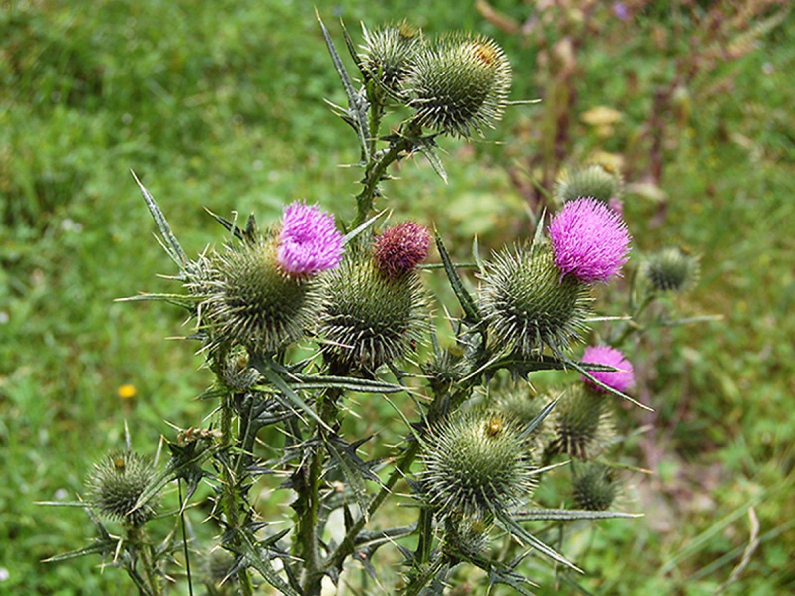 Gewöhnliche Kratzdistel — Fotos 1
