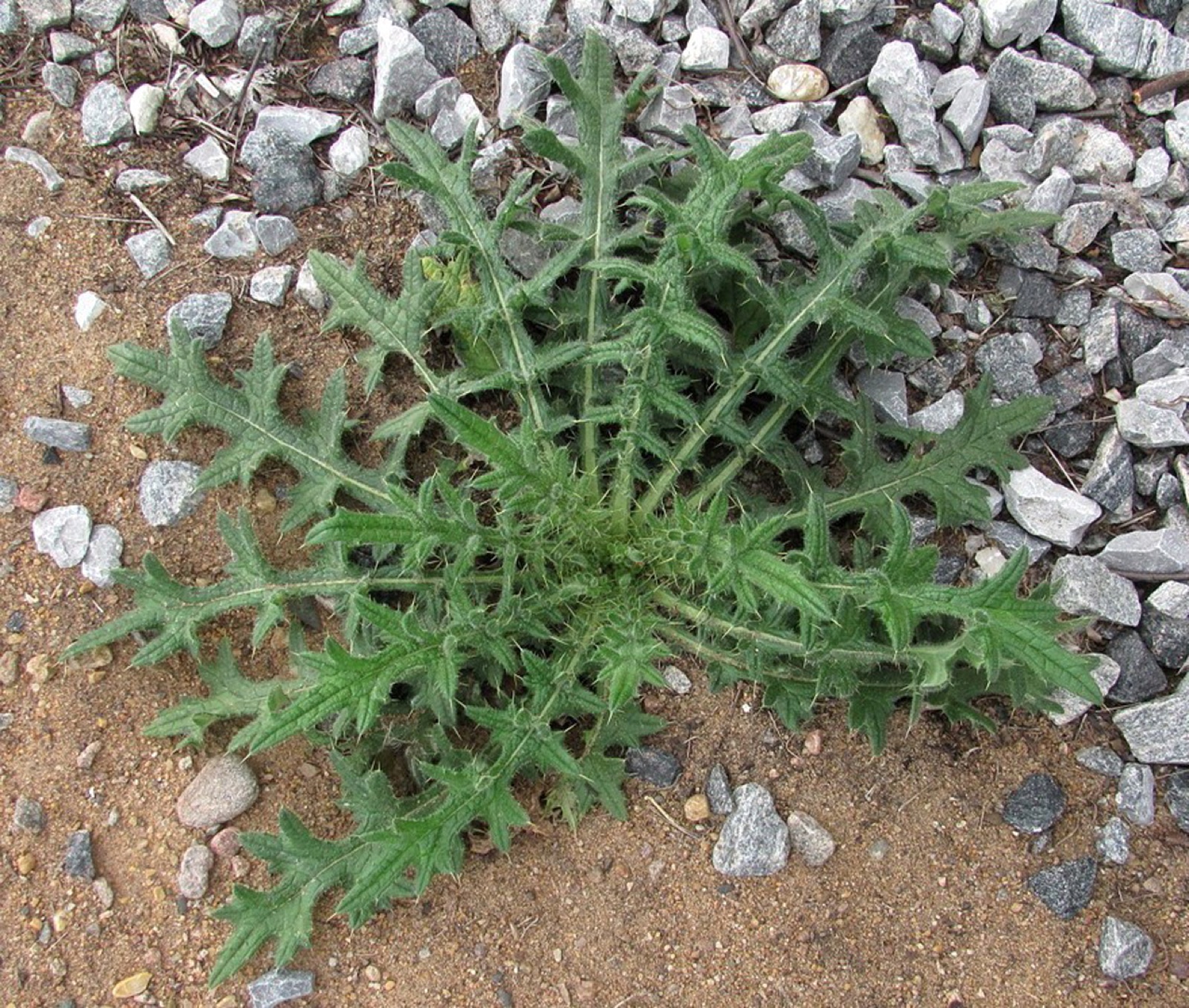 Gewöhnliche Kratzdistel — Fotos 2
