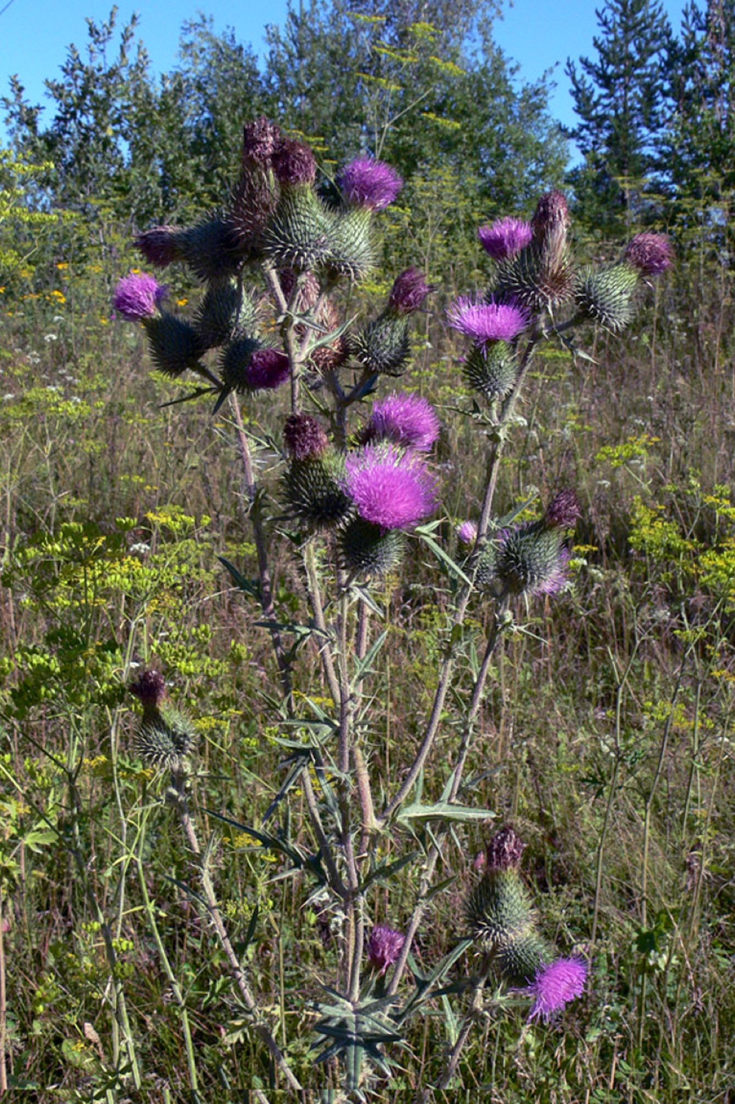 Gewöhnliche Kratzdistel — Fotos 3
