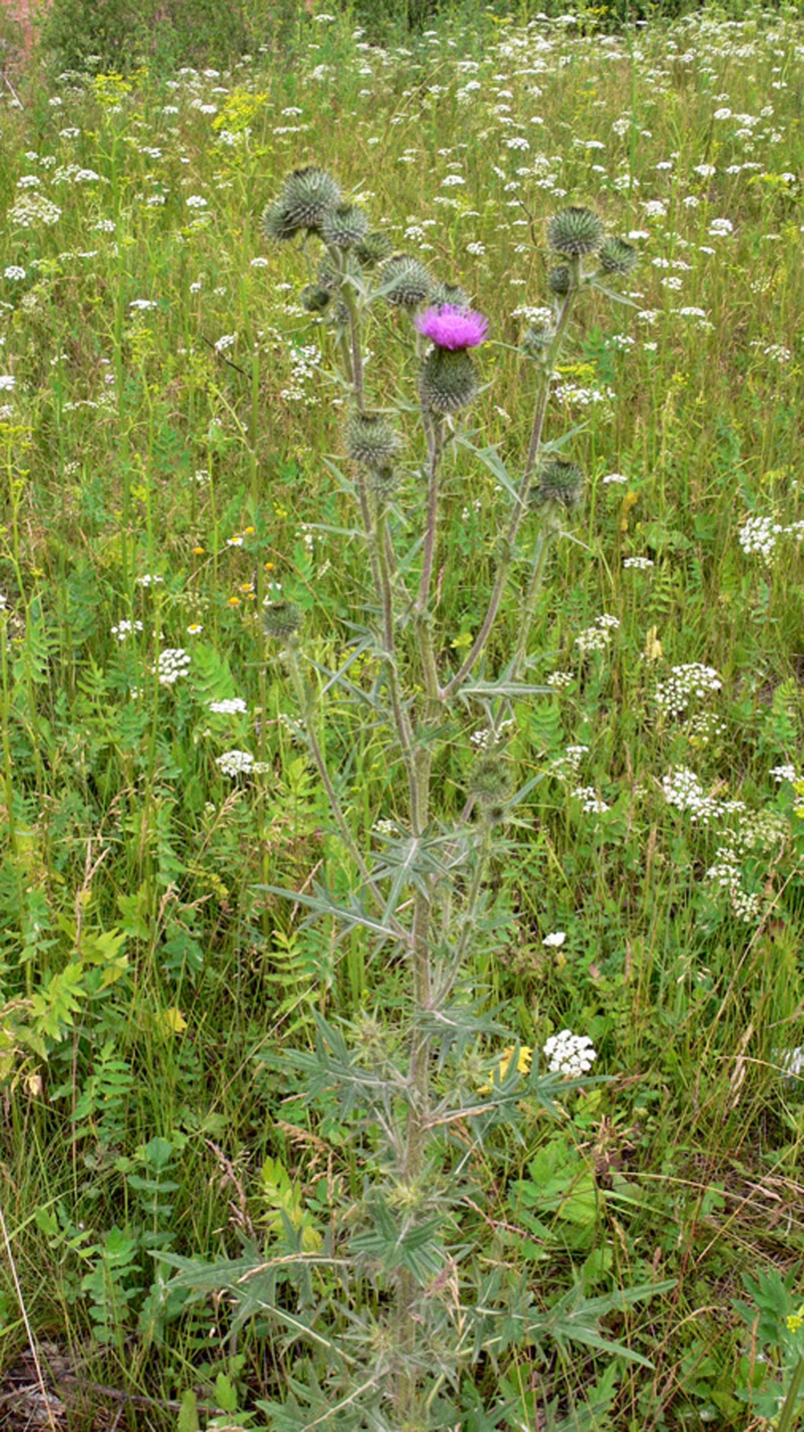 Gewöhnliche Kratzdistel — Fotos 4