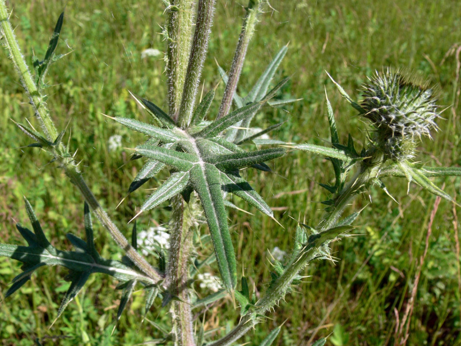 Gewöhnliche Kratzdistel — Fotos 5