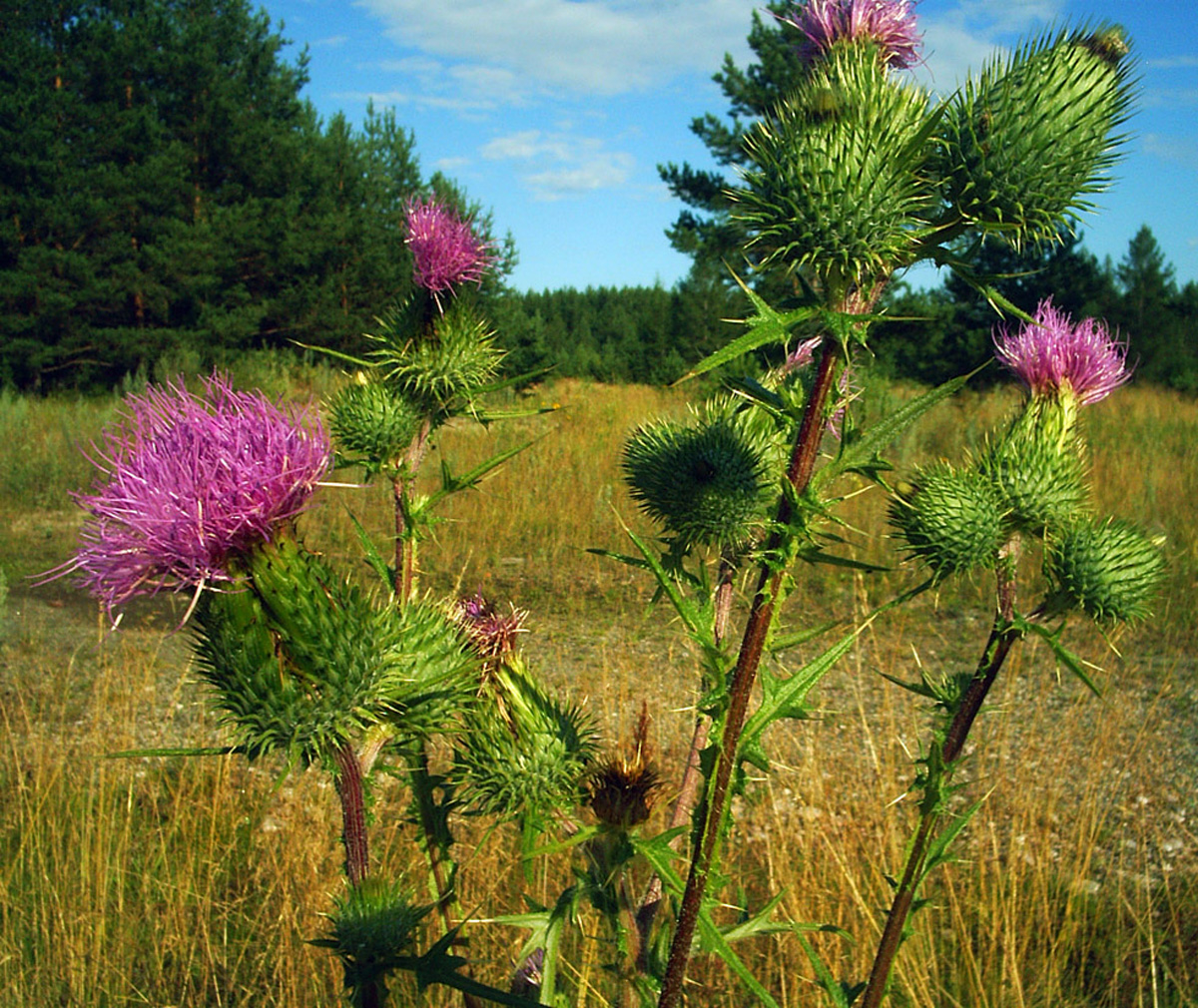 Gewöhnliche Kratzdistel — Fotos 6