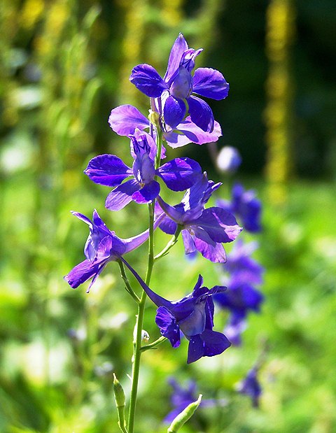 Живокость полевая — Фотографии 1