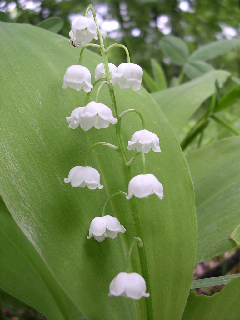 Lily of the valley — Photographs 1