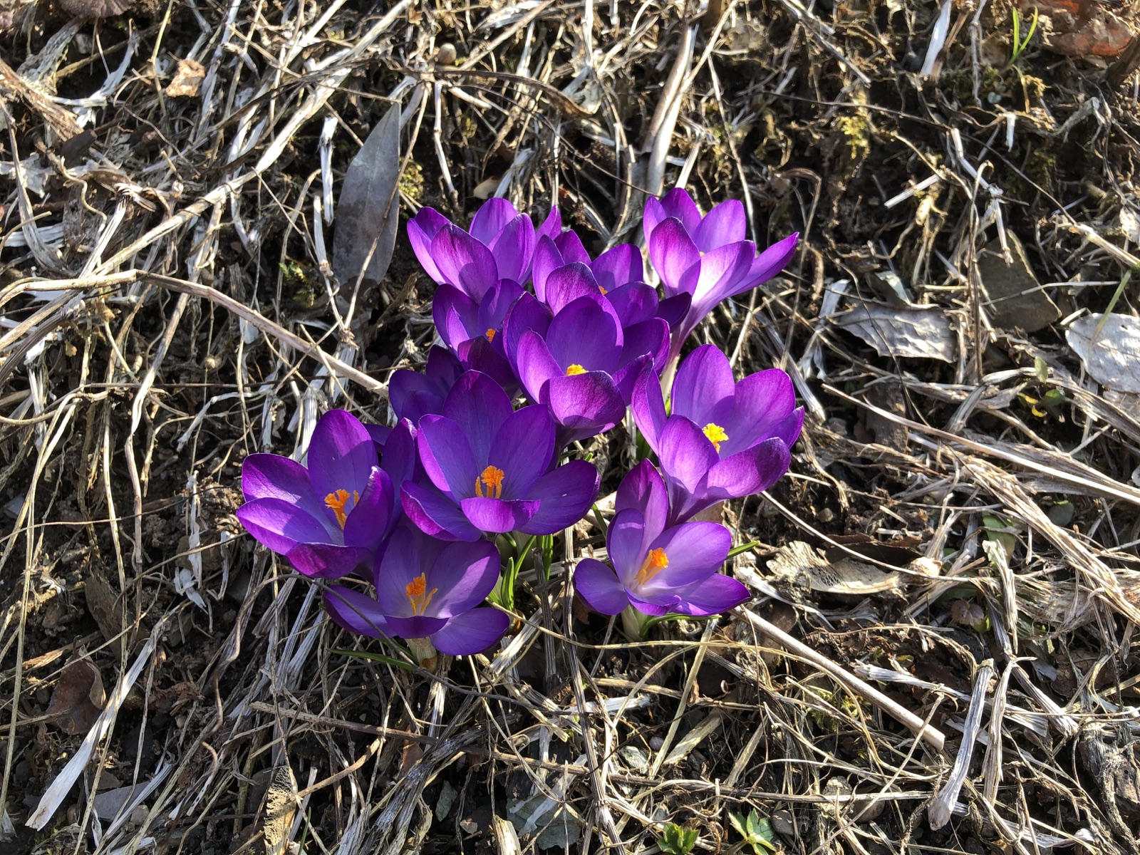 Elfen-Krokus — Fotos 1