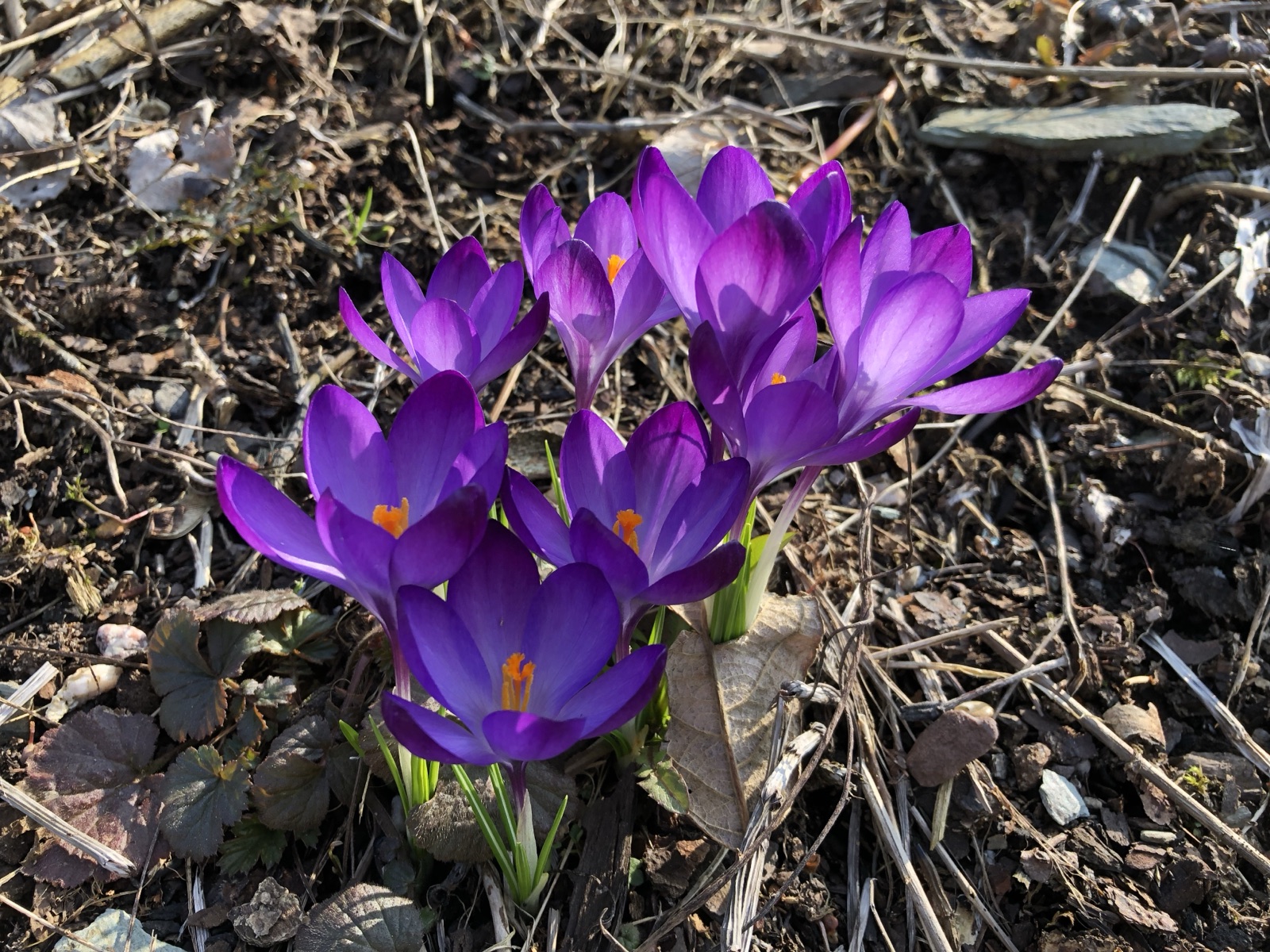 Elfen-Krokus — Fotos 2