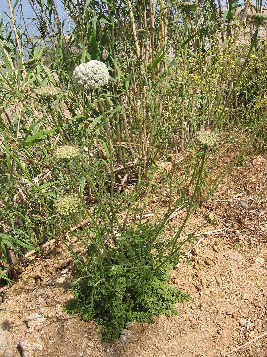 Wild Carrot — Photographs 1