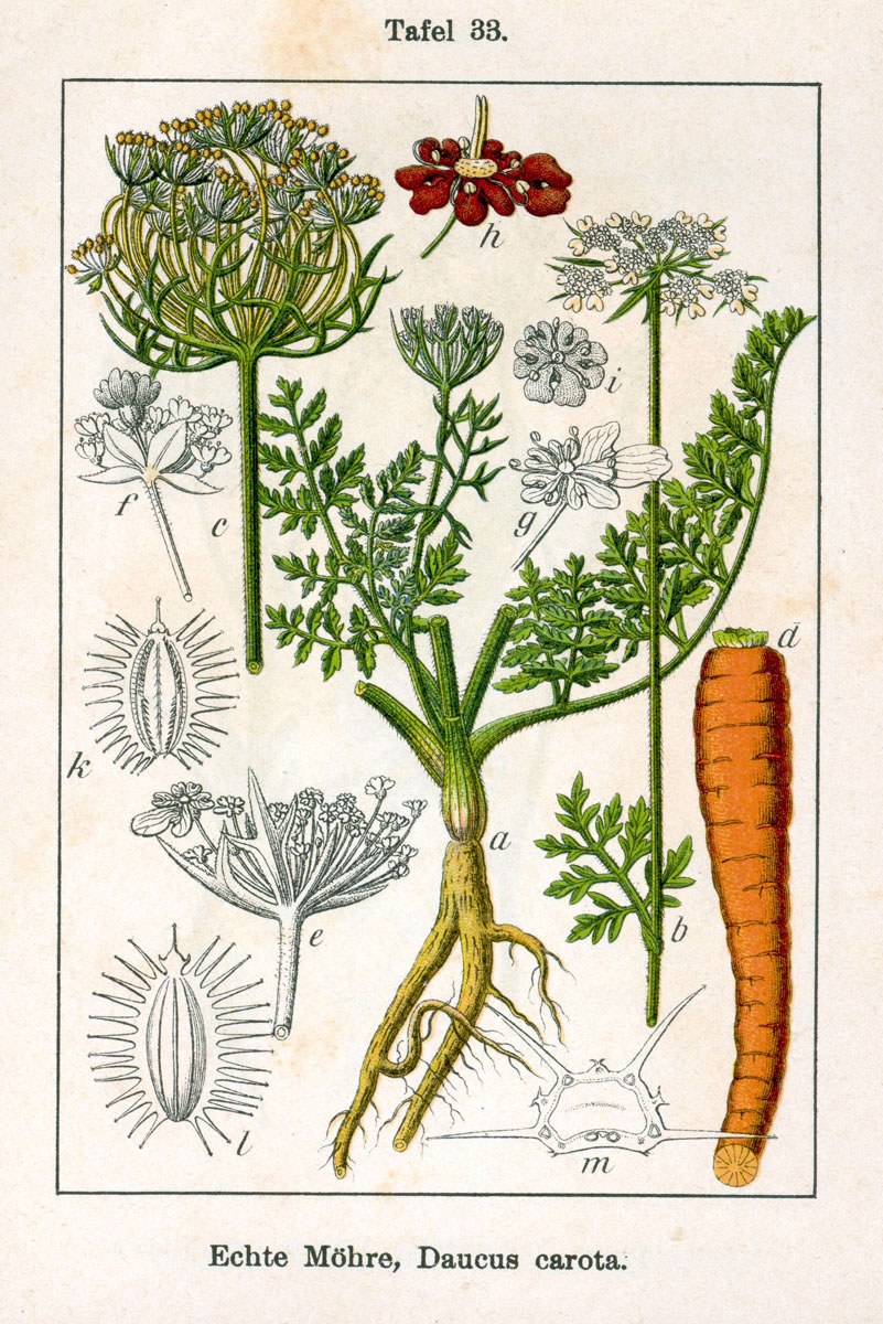 Wild Carrot — Photographs 2