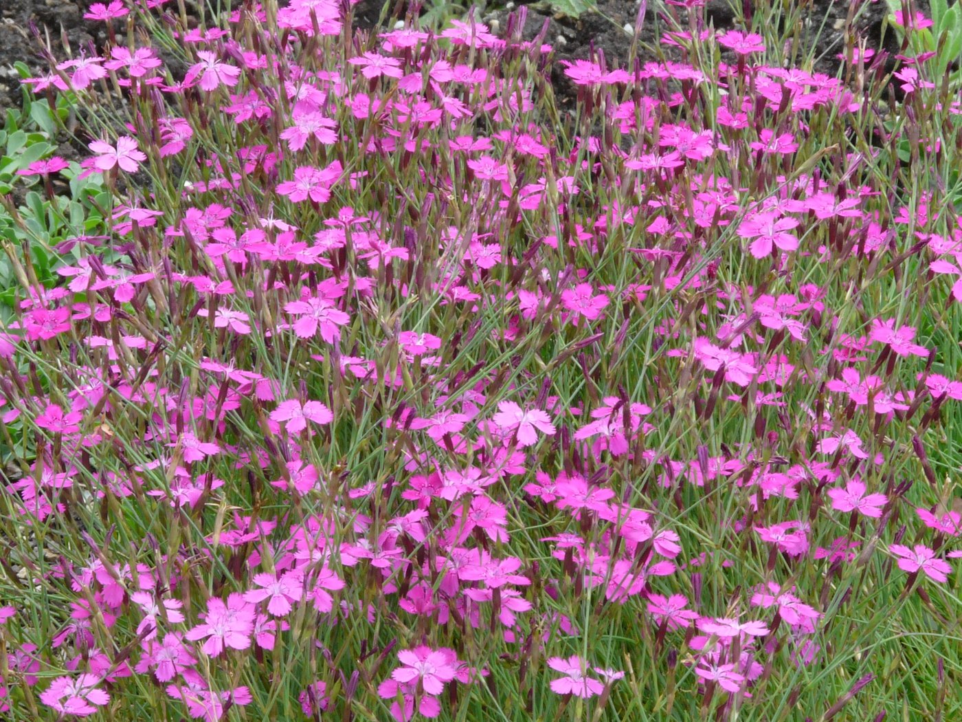 Heide-Nelke — Fotos 1