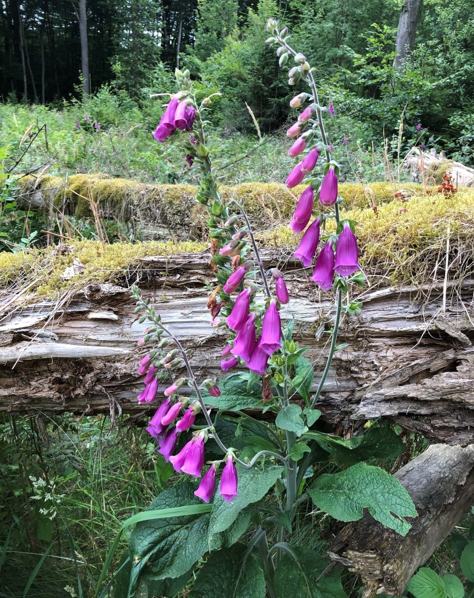 Foxglove — Photographs 1
