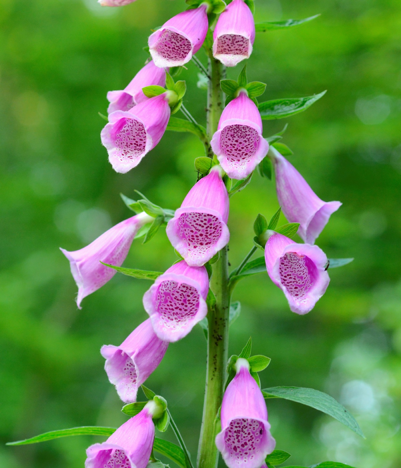 Foxglove — Photographs 2