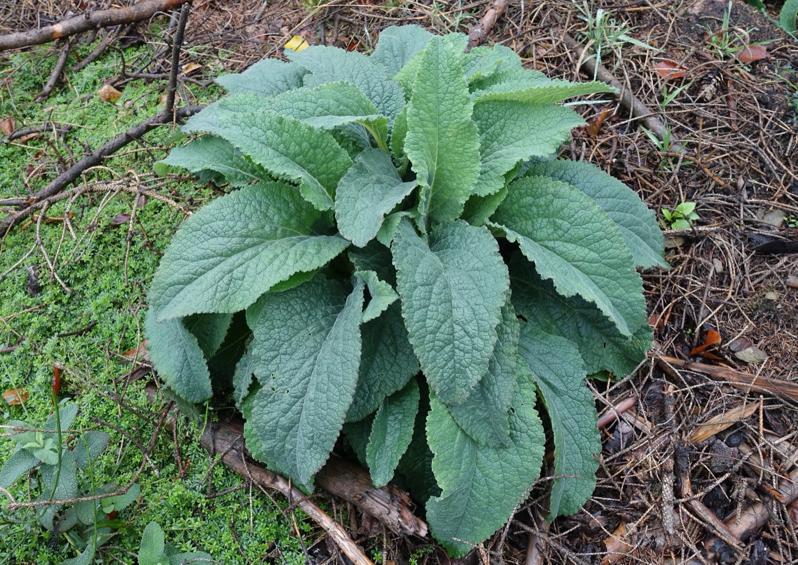 Foxglove — Photographs 3