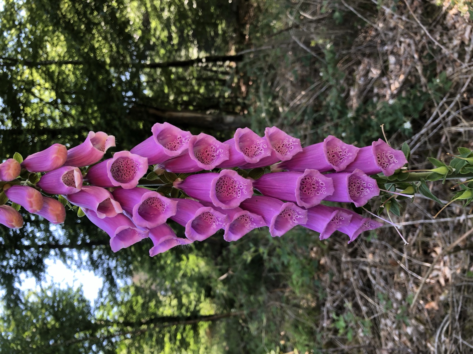 Foxglove — Photographs 4