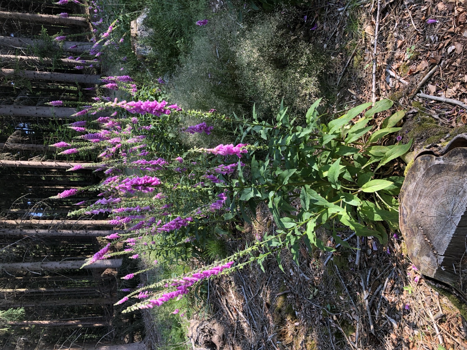 Foxglove — Photographs 5