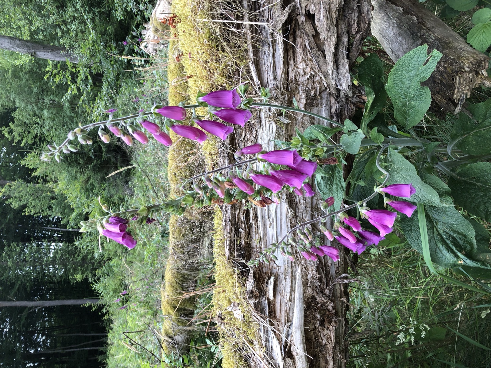 Foxglove — Photographs 6
