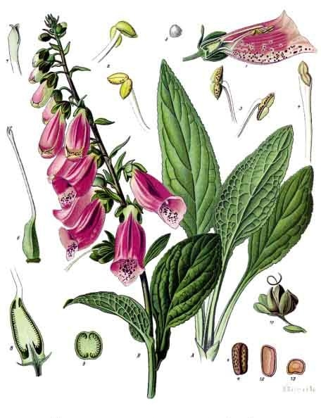 Foxglove — Photographs 10