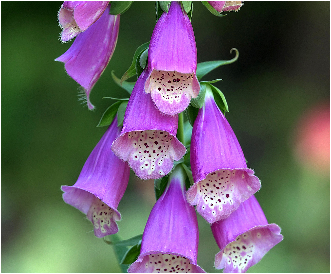 Foxglove — Photographs 7