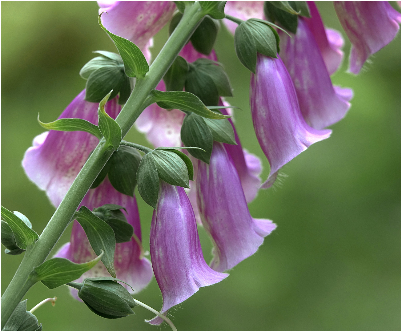 Foxglove — Photographs 8