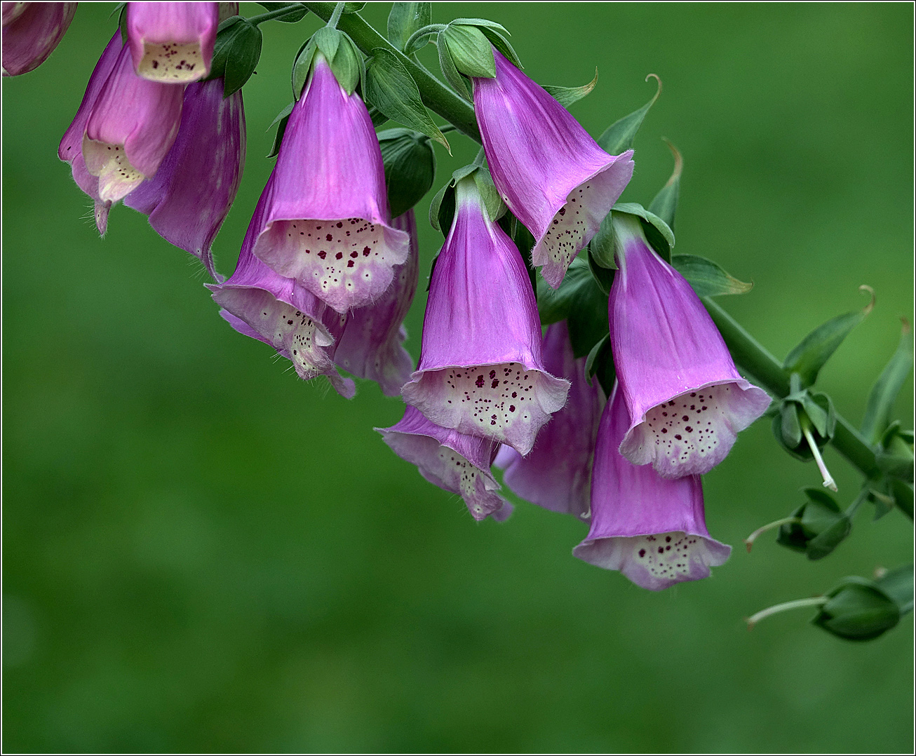 Foxglove — Photographs 9